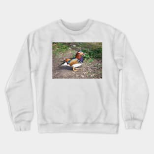 Mandarin Duck Crewneck Sweatshirt